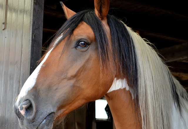 best horse names