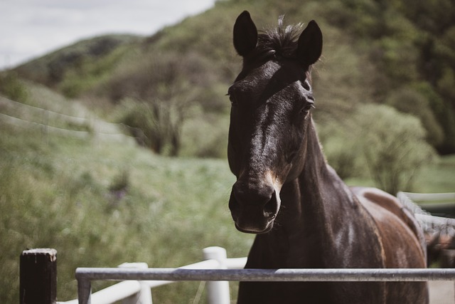 black horse name