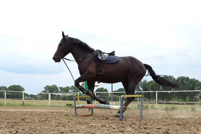 brown horse name