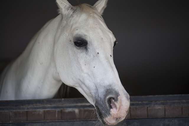 cute horse names