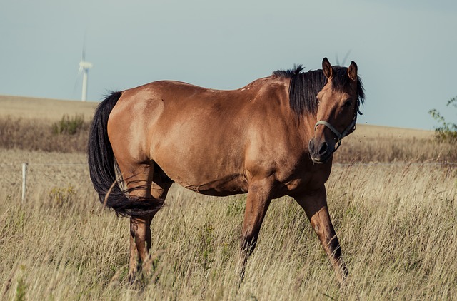 female horse names