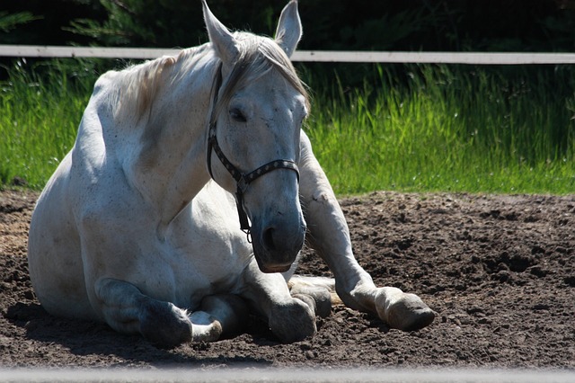gray horse names