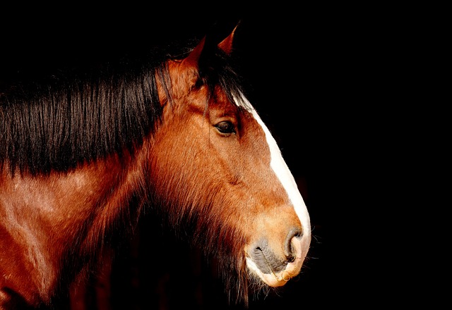 unique horse names